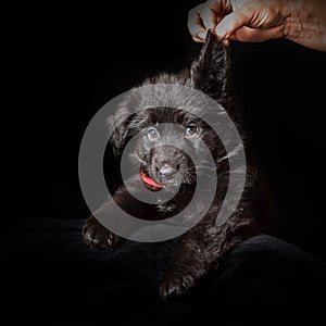 German shepherd puppies studio portrait on black