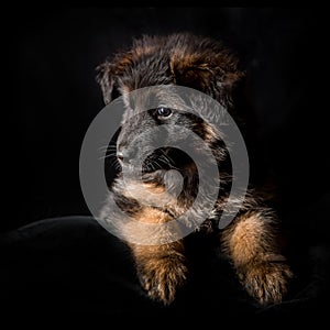 German shepherd puppies studio portrait on black