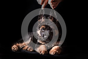 German shepherd puppies studio portrait on black