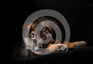 German shepherd puppies studio portrait on black