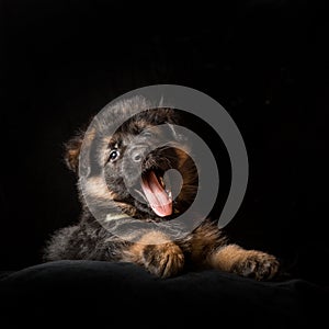 German shepherd puppies studio portrait on black