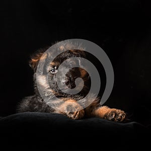 German shepherd puppies studio portrait on black