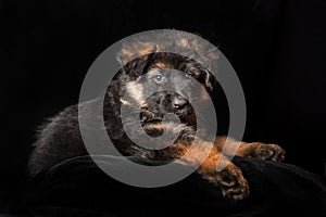 German shepherd puppies studio portrait on black