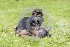 Due Tedesco cuccioli giocare incontro Giardino dietro la casa 