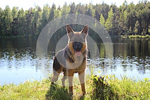 The German Shepherd puppy 10 month. Lake. splashing water droplets