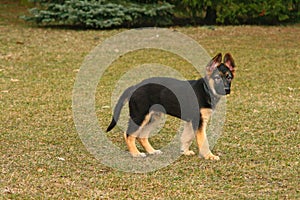 German shepherd puppy