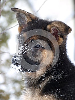 German Shepherd puppy