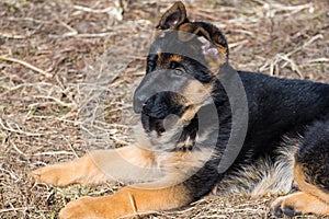 German Shepherd Puppy