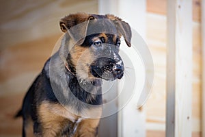 German Shepherd puppy