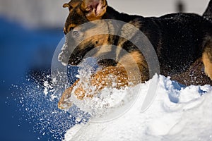 German Shepherd puppy