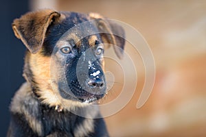 German Shepherd puppy