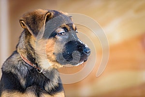 German Shepherd puppy