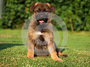 German shepherd puppy