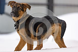 German Shepherd puppy