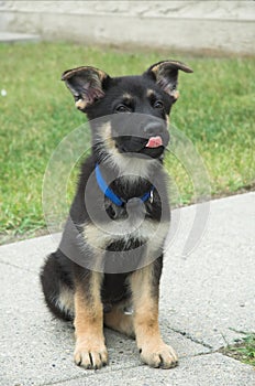 German Shepherd puppy