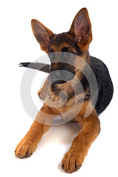 German shepherd puppy