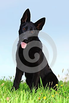 German shepherd puppy