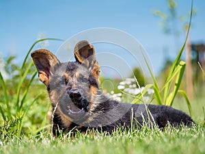 German Shepherd puppy