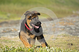 German shepherd puppy