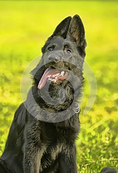 German Shepherd puppy