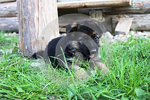 German shepherd puppy