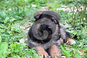 German shepherd puppy