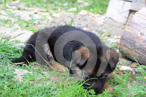 German shepherd puppy