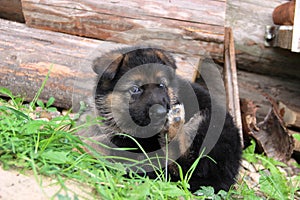 The German Shepherd puppy