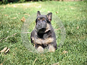 German shepherd puppy