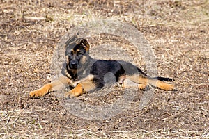 German Shepherd Puppy