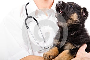 German Shepherd puppy barks on the hands of a veterinarian