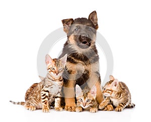 German shepherd puppy and bengal kittens looking at camera. isolated