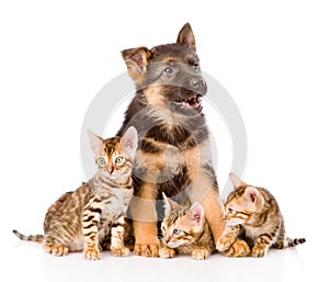 German shepherd puppy and bengal kittens together. isolated