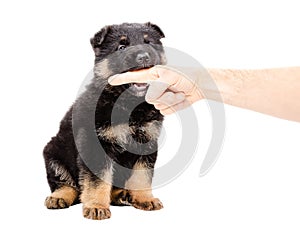 German Shepherd puppy biting the finger of a man