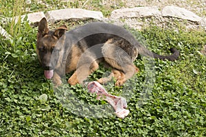 German shepherd puppy with bone