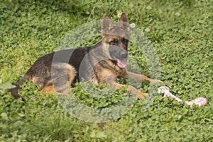 German shepherd puppy with bone