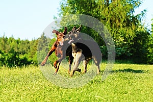 German shepherd puppy and brown doberman pinscher running