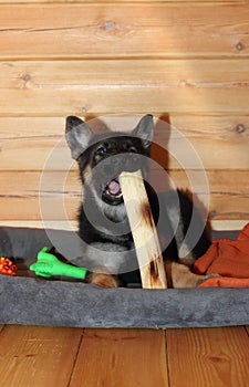 German Shepherd puppy