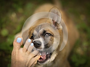 German shepherd puppy dog bite human bare foot