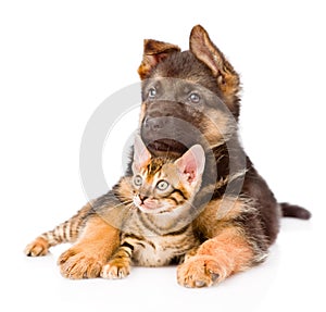 German shepherd puppy dog embracing little bengal cat. isolated