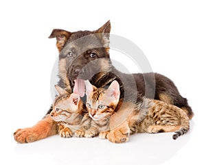 German shepherd puppy dog embracing little kittens. isolated