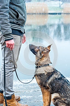 German shepherd puppy with owner