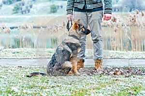 German shepherd puppy with owner