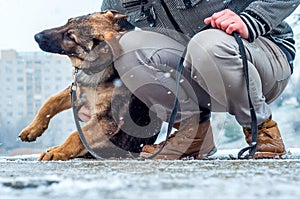 German shepherd puppy with owner at winter