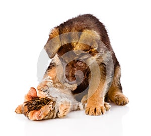 German shepherd puppy dog playing with little bengal cat. isolated