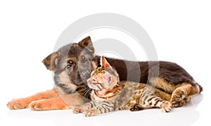 German shepherd puppy dog sniffs bengal cat. isolated on white photo
