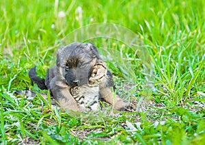 German shepherd puppy embracing tiny kitten on green grass