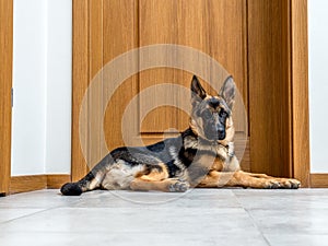 German Shepherd puppy