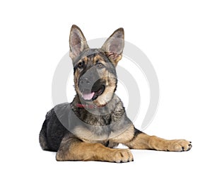 German Shepherd puppy in front of white background