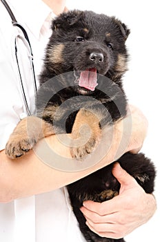 German Shepherd puppy on the hands of a veterinarian